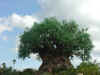 disney2_048_ak_tree5.jpg (43243 bytes)