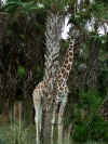 disney2_061_ak_giraffe1.jpg (70643 bytes)