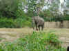 disney2_066_ak_elephant1.jpg (76759 bytes)