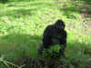 disney2_092_ak_gorilla6.jpg (74395 bytes)