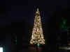 disney2_116_ak__xmas_tree_night.jpg (21992 bytes)