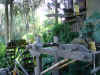 disney3_083_swiss_family_robinson_treehouse1.jpg (68034 bytes)